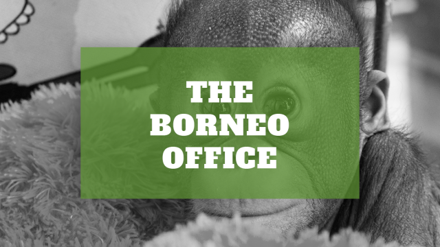 The Borneo Office