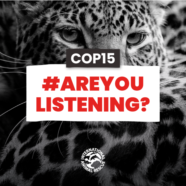 #AreYouListening Social Campaign – International Animal Rescue